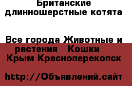 Британские длинношерстные котята - Все города Животные и растения » Кошки   . Крым,Красноперекопск